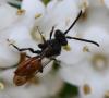 Nomada sp.